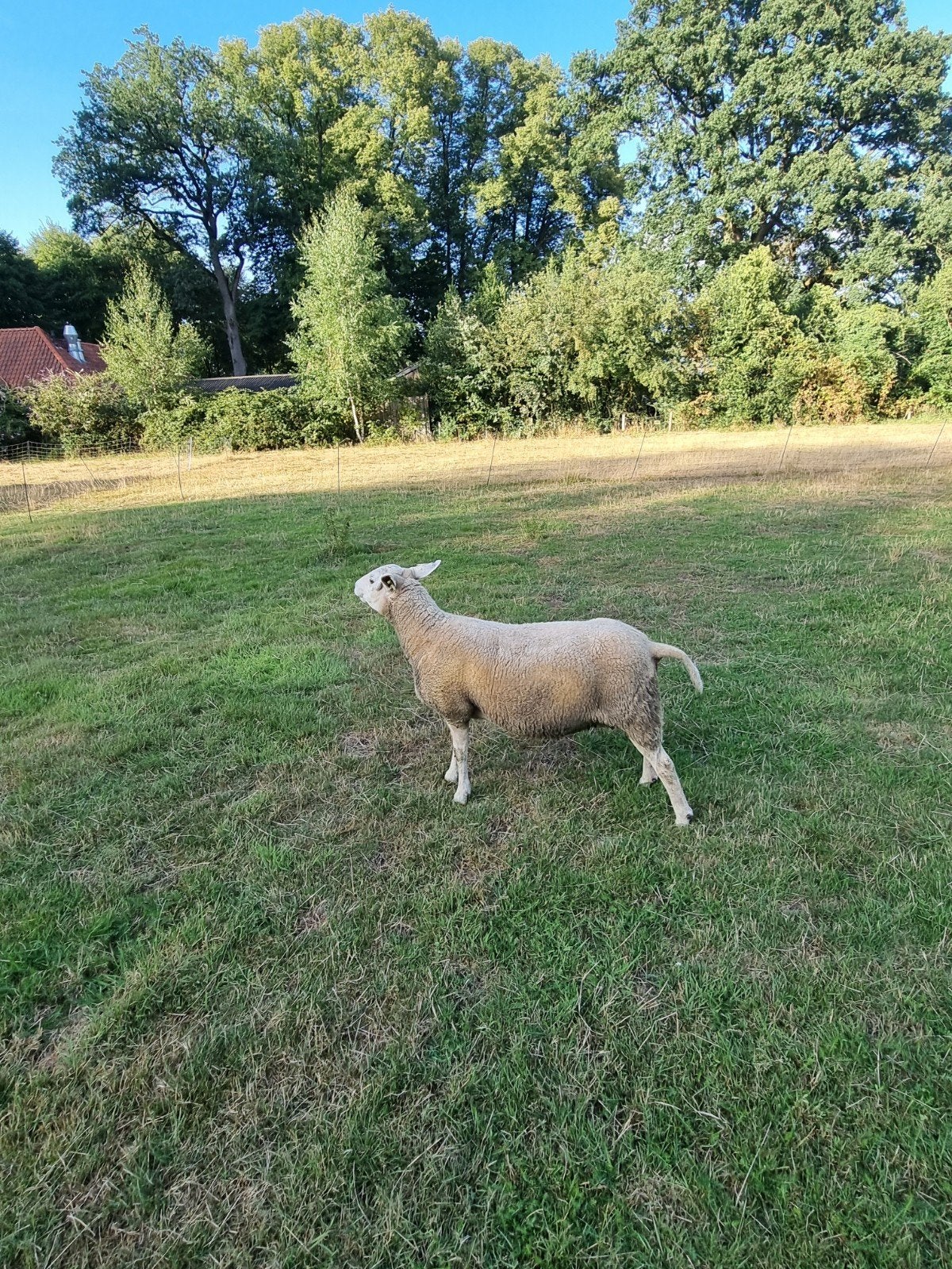 3 jarige ooi Engelse texelaar x swifter, Vrouwelijk, Schaap, 3 tot 5 jaar