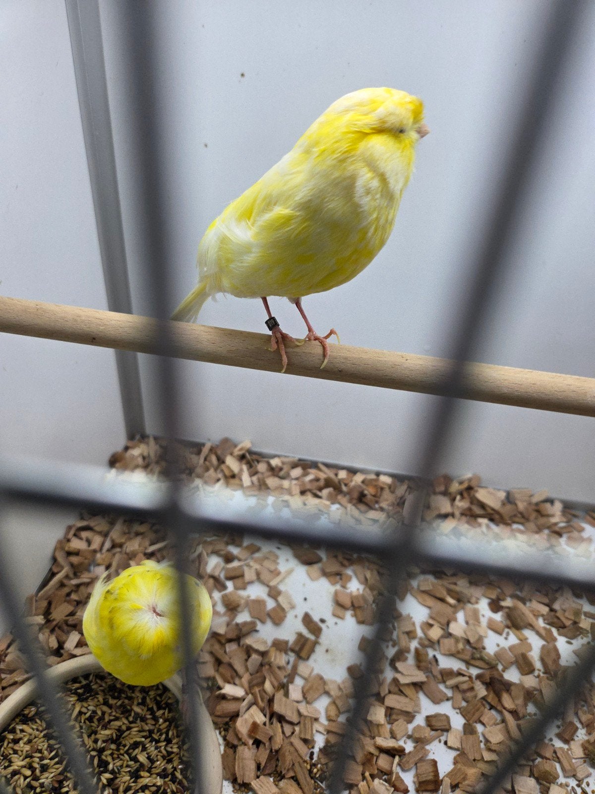 langcasire kanaries, Dieren en Toebehoren