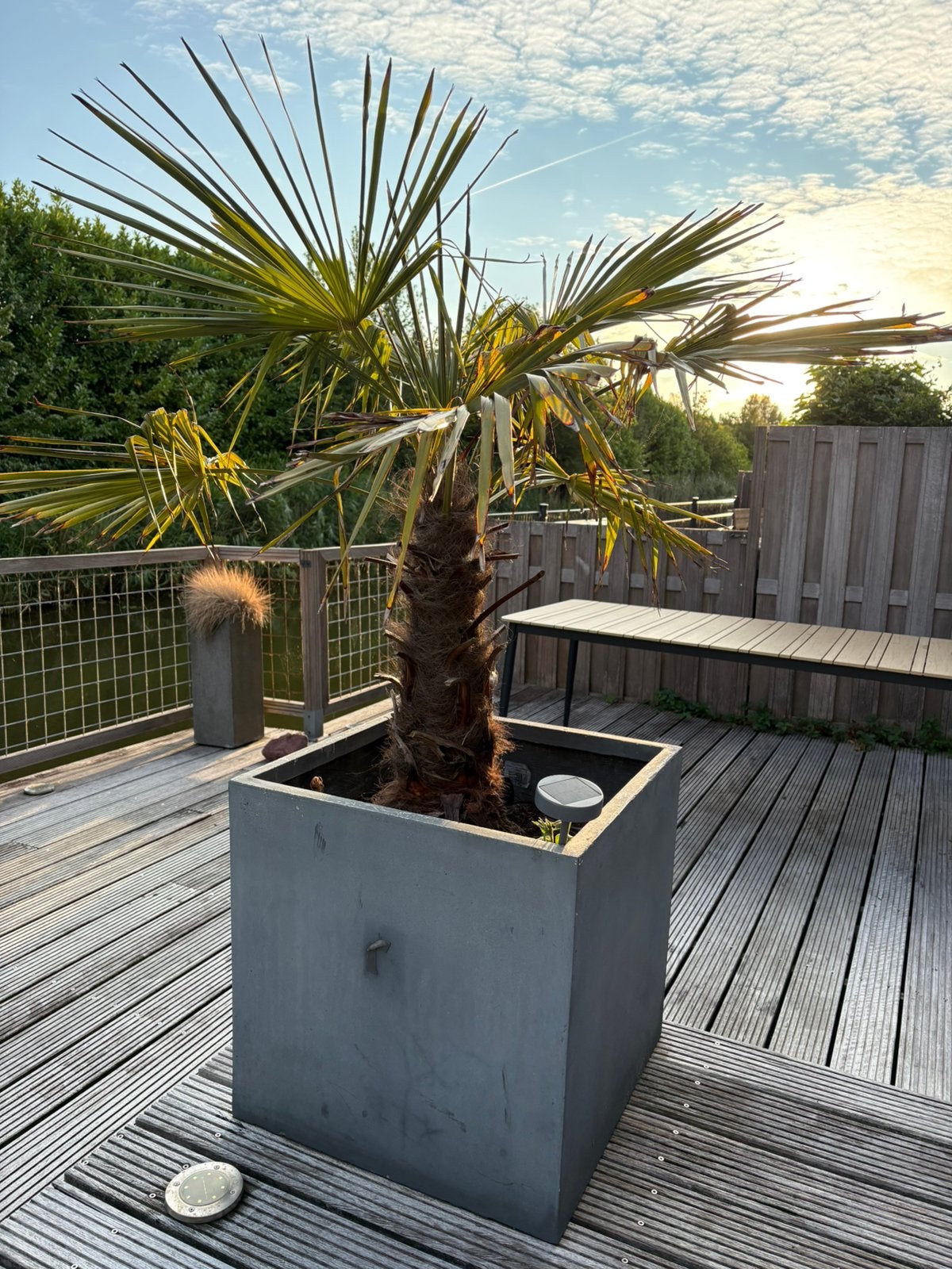 Palmboom tuin in pot, Tuin en Terras, 100 tot 250 cm, Zomer, Palmboom, Ophalen