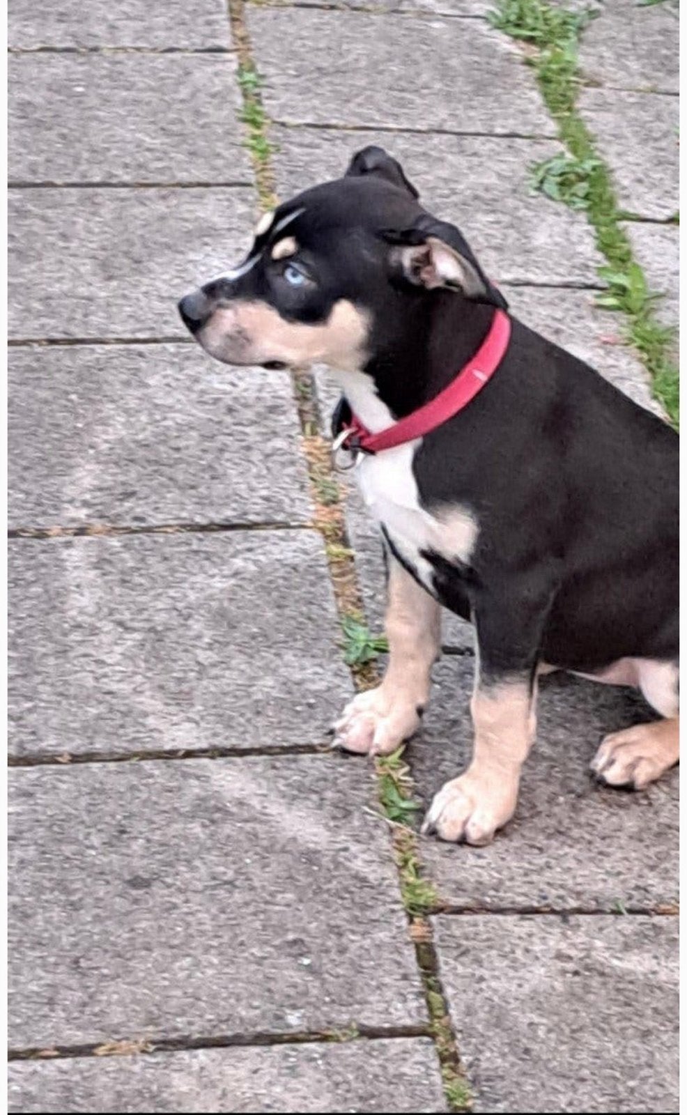 Amerikaanse stafford x husky pup (spoed), Dieren en Toebehoren, 8 tot 15 weken, Teef, Eén hond, Middel