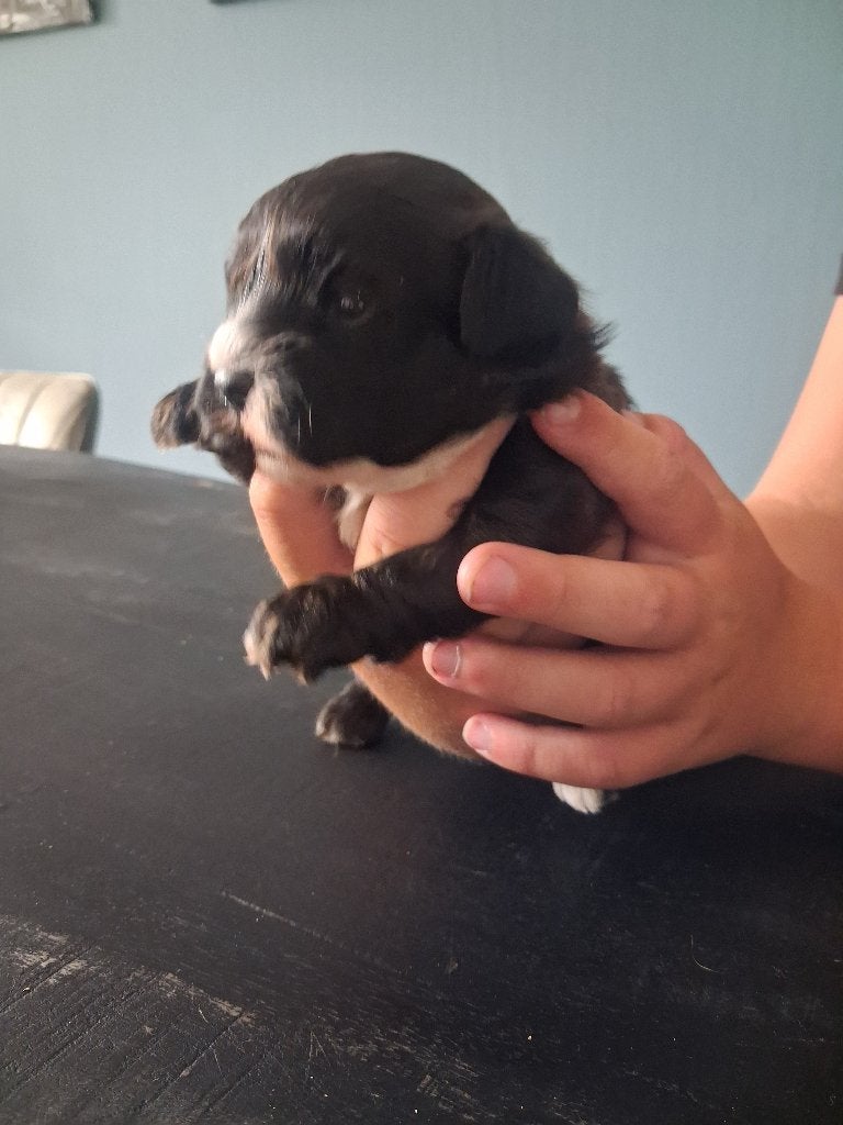 Shih tzu pups, Overige rassen, 8 tot 15 weken, Meerdere, Meerdere dieren