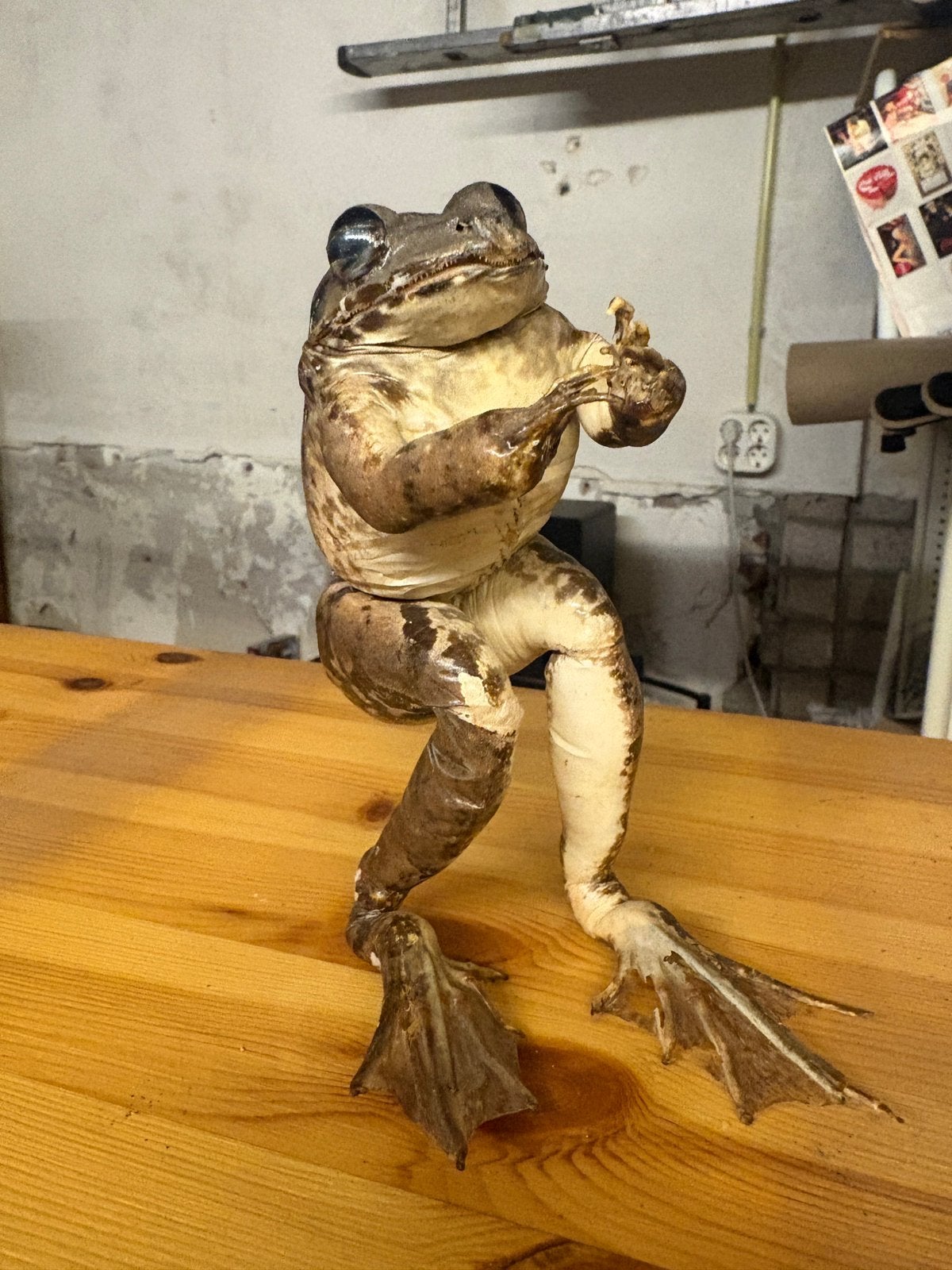 Unieke Opgezette Kikker / Taxidermie – Vintage Curiosum, Ophalen, Zo goed als nieuw, Opgezet dier