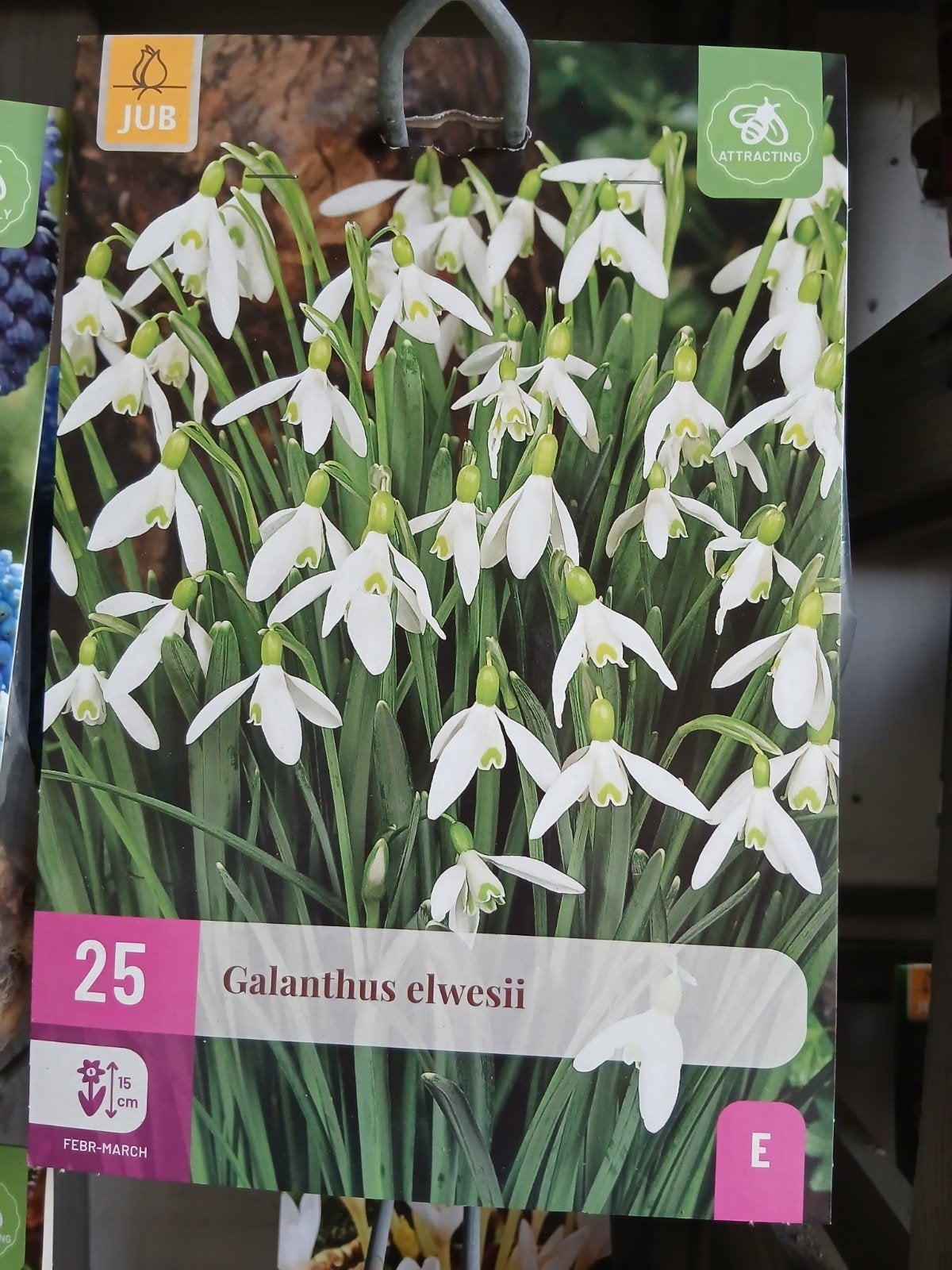 Sneeuwklokjes (Galanthus elwesii) - 25 stuks, Ophalen of Verzenden, Najaar, Halfschaduw, Bloembol