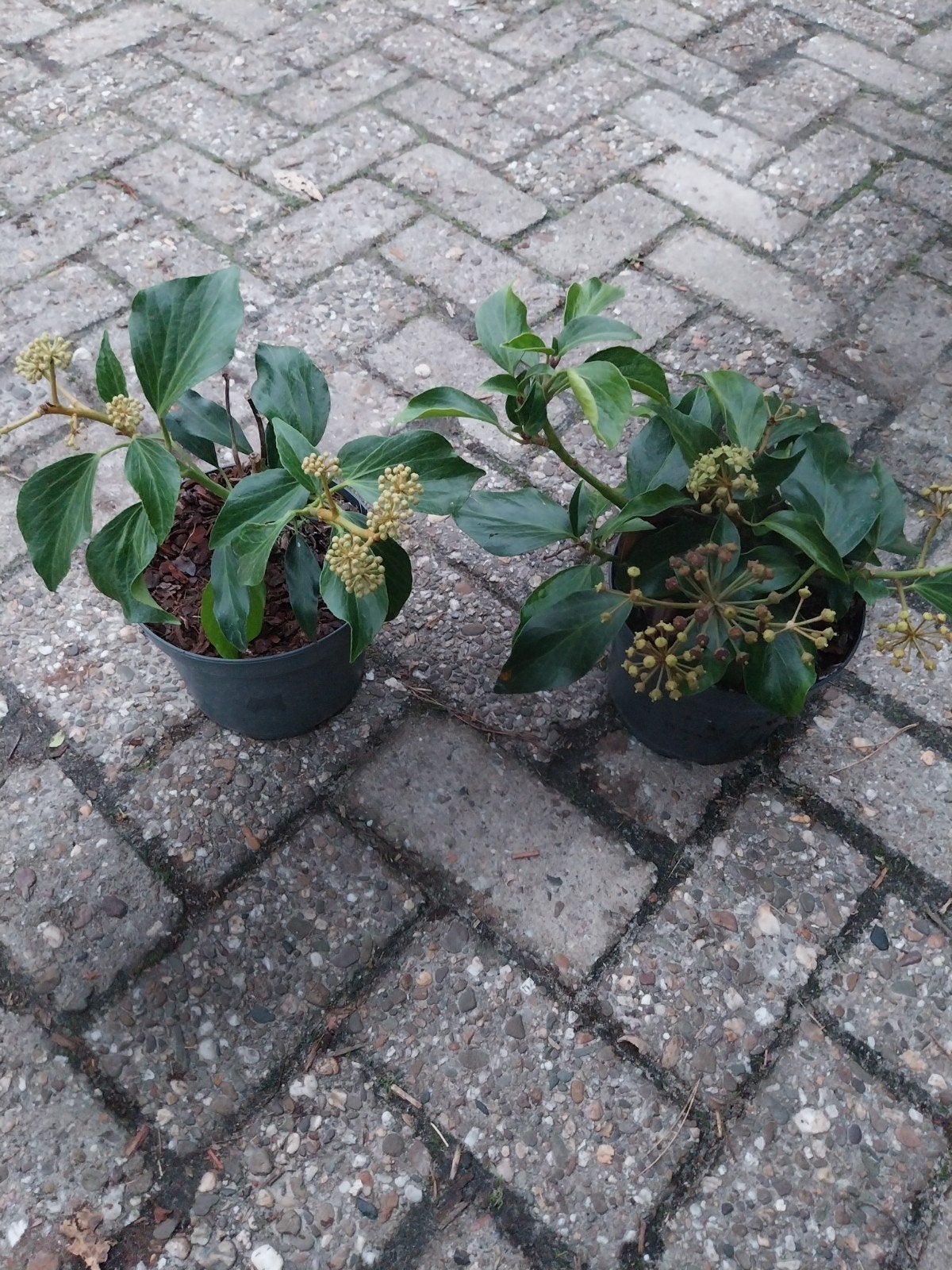 Partij Hedera colchica 'Fall Favorite' - Klimop, Ophalen, Vaste plant, Halfschaduw, Klimplanten