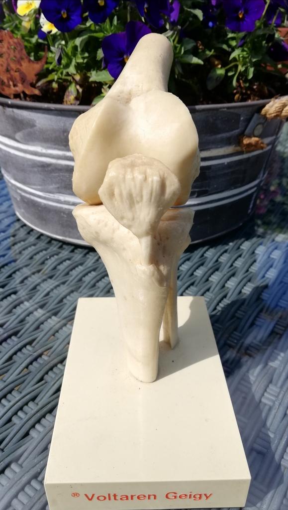 Anatomisch model kniegewricht "voltaren", Antiek en Kunst, Ophalen of Verzenden