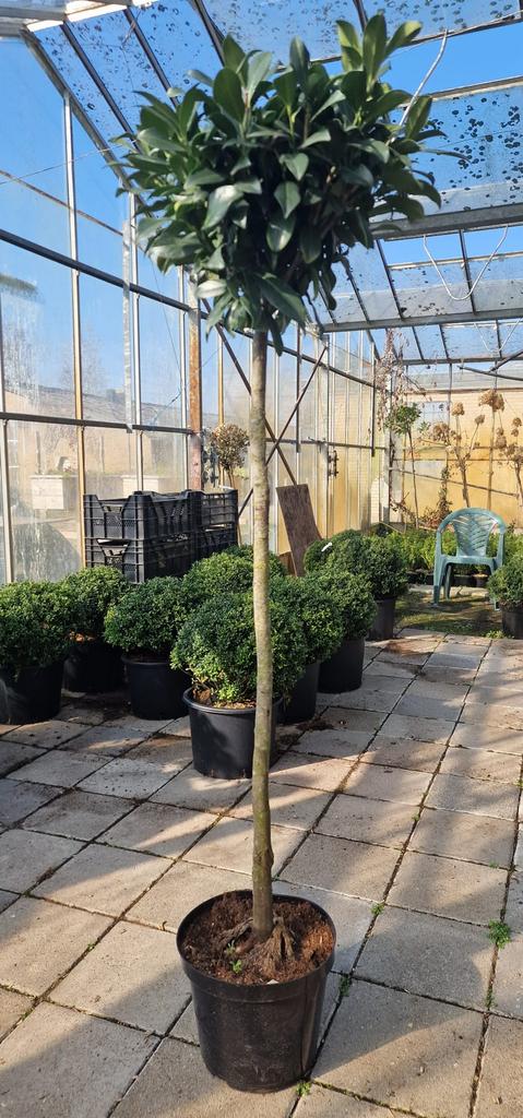 Laurier bollen opstam, Tuin en Terras, Planten | Bomen, Ophalen, Bloeit niet, Halfschaduw, Overige soorten
