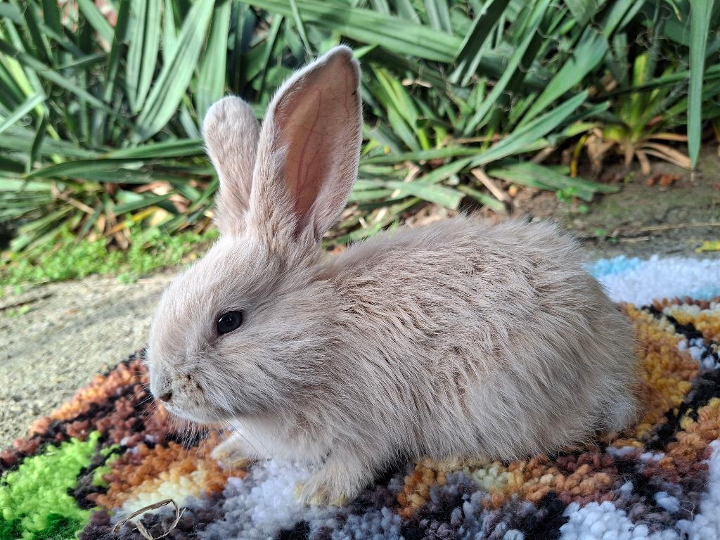 Duitse Reus, Dieren en Toebehoren, Konijnen, Mannelijk, Groot, 0 tot 2 jaar