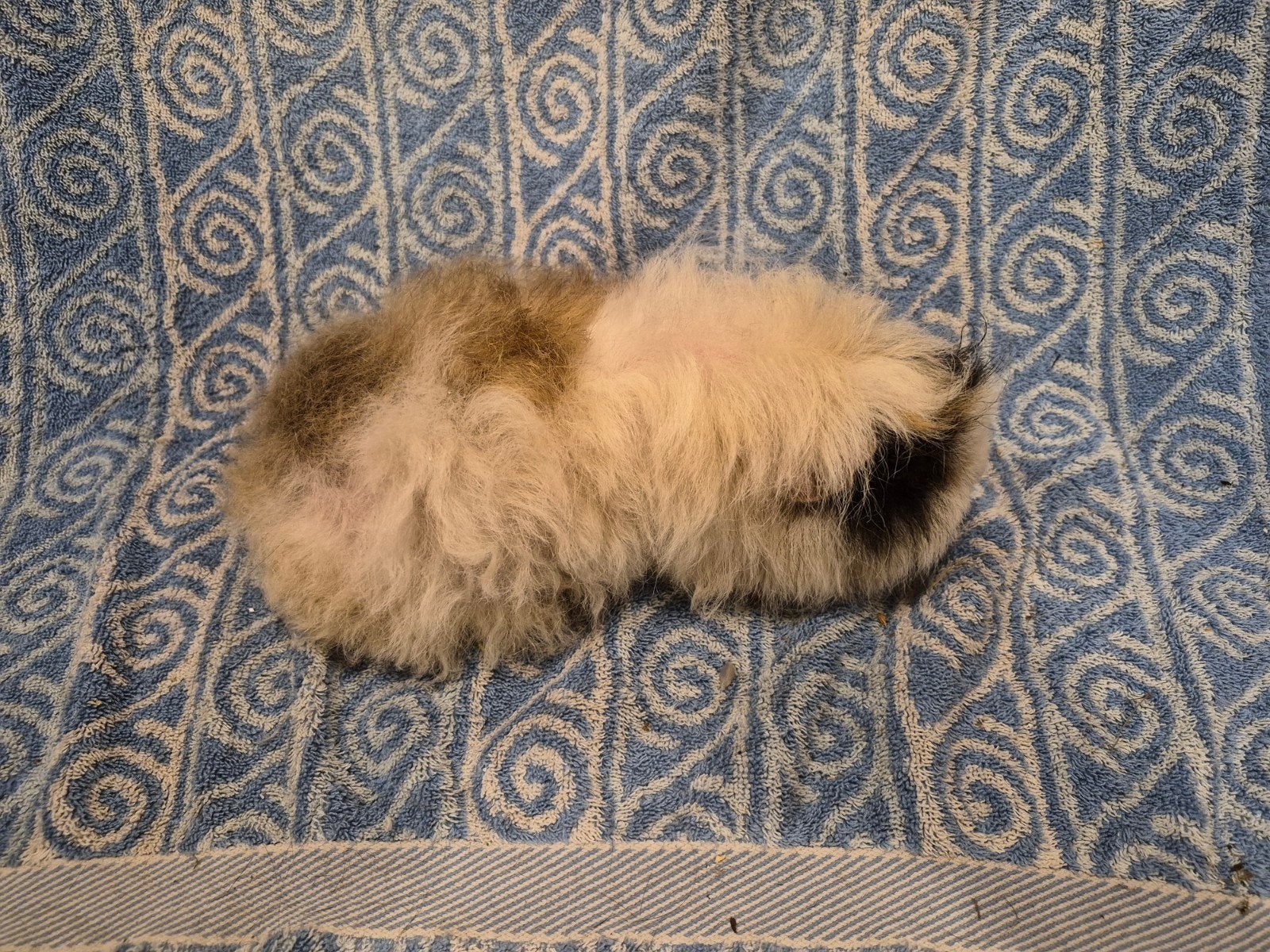 Alpaca choco otter wit creme zeugje, Juni, Vrouwelijk, Cavia