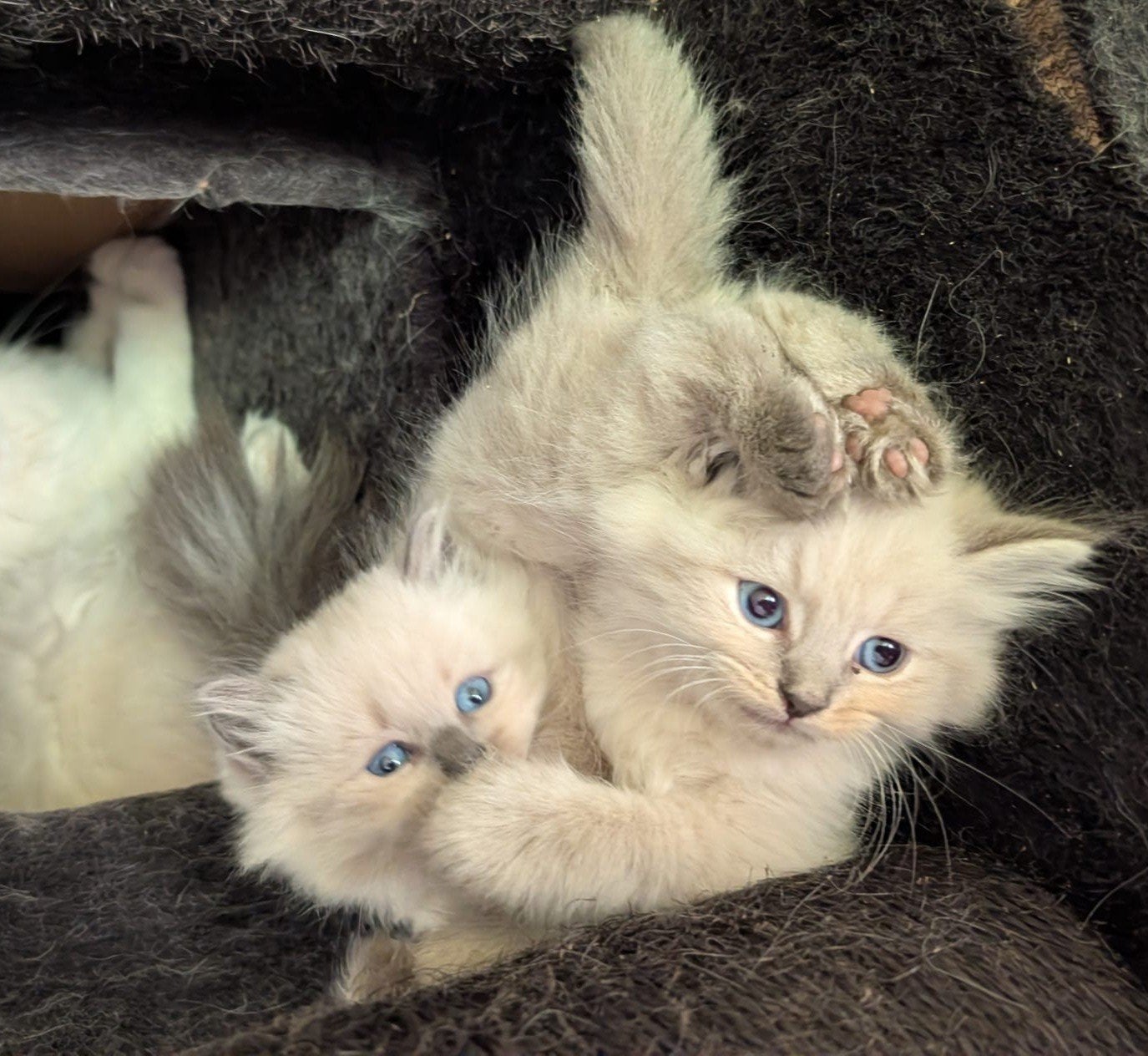 Kitten Neva Masquerade één poesje en één katertje beschikba, Dieren en Toebehoren, Meerdere dieren