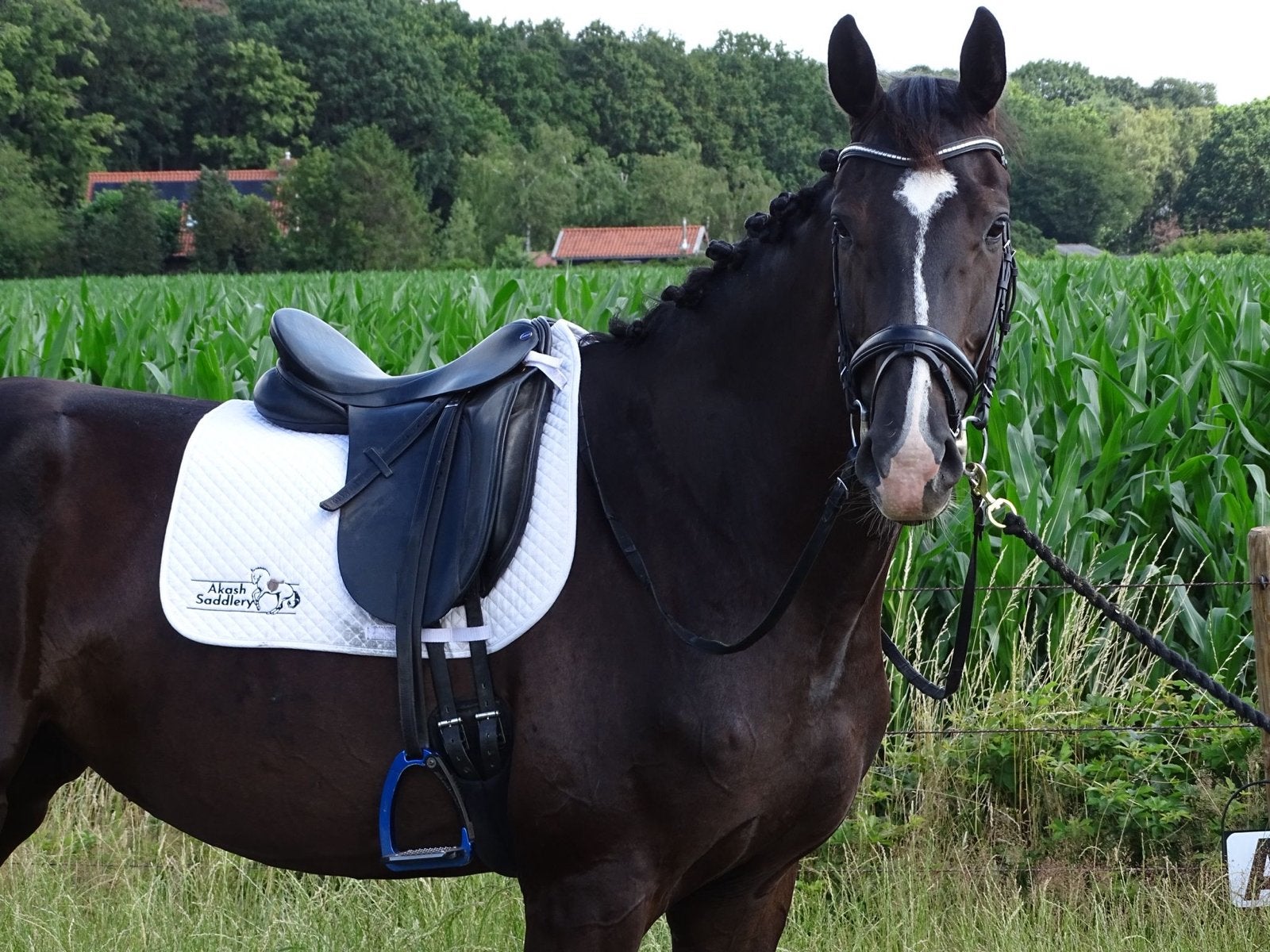 Imposante sensitieve 4 jarige merrie  So Perfect x Fairytale, Merrie, 175 cm of meer, Met stamboom, Dressuurpaard