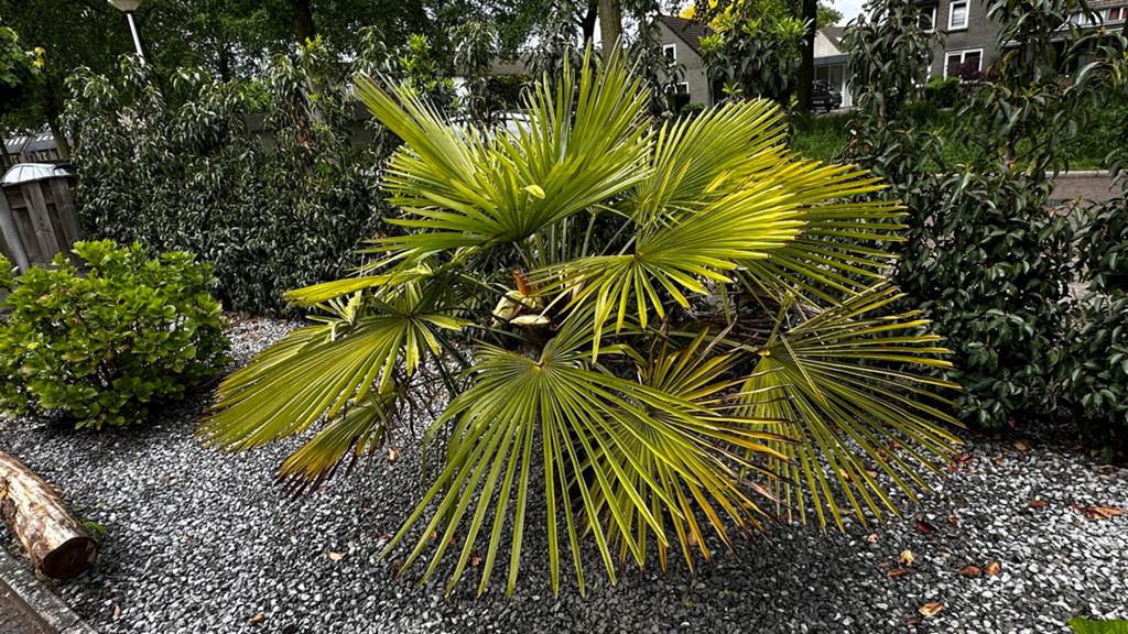 Winterharde palm, Volle zon, Vaste plant, Bloeit niet, Ophalen