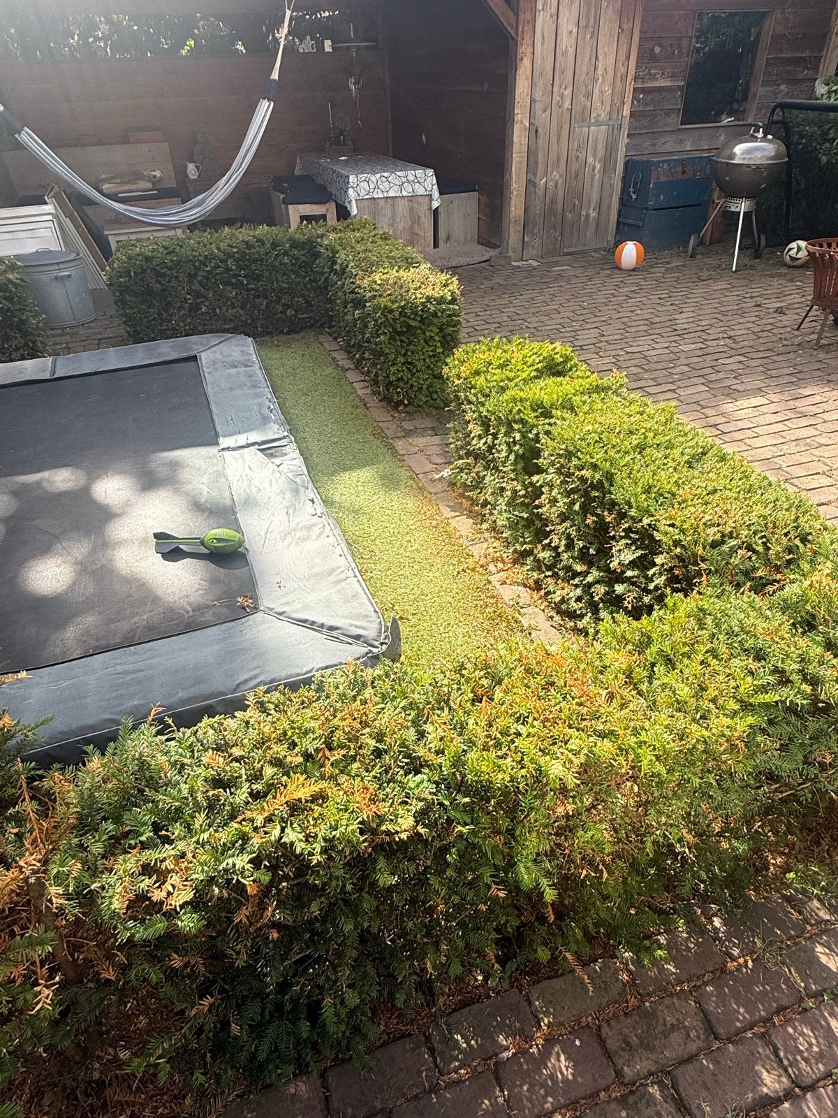 Taxus (lage haag), gratis afhalen, Ophalen, Taxus, Haag, Minder dan 100 cm