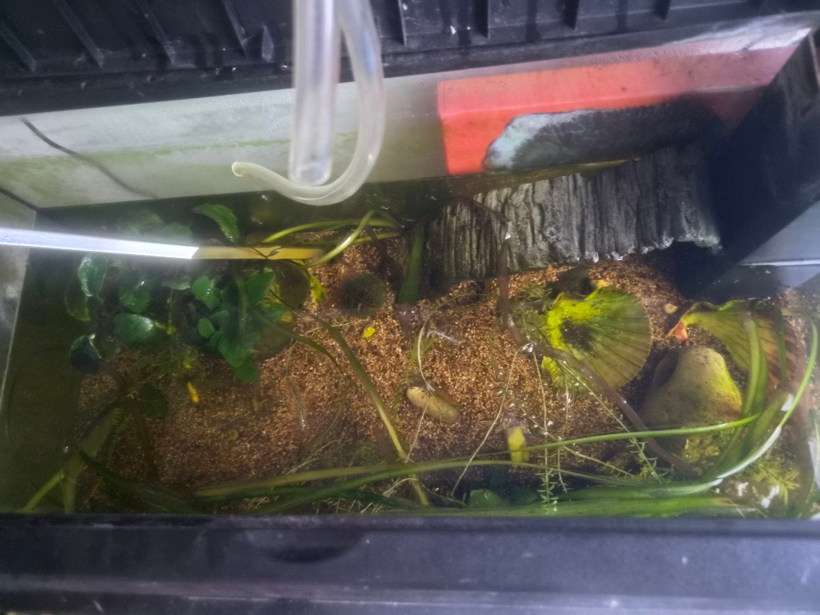 aquarium, Ophalen, Gebruikt, Inclusief planten, Juwel