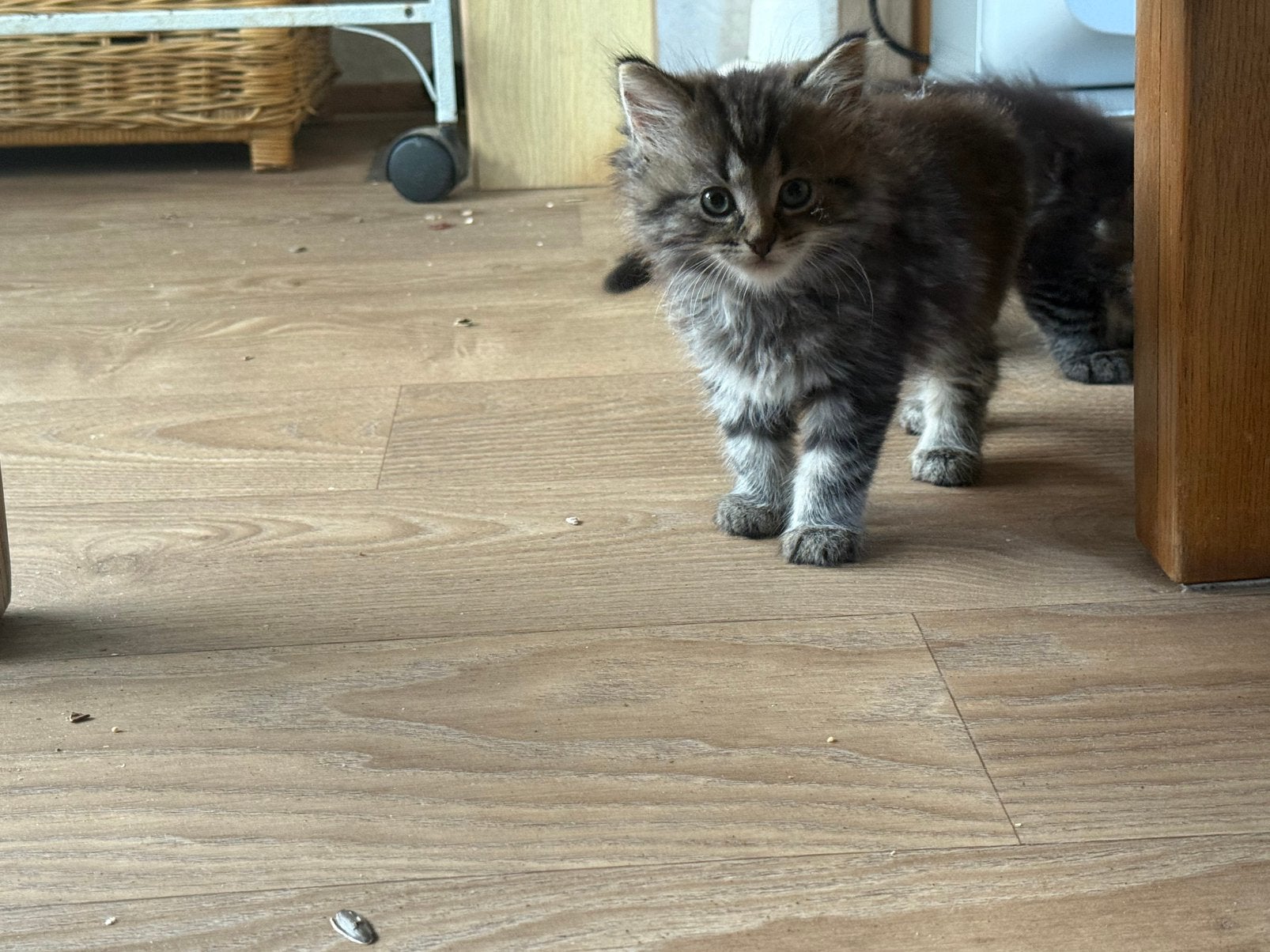 Ragdoll kittens mogen verhuizen, Meerdere dieren, Ontwormd, 0 tot 2 jaar