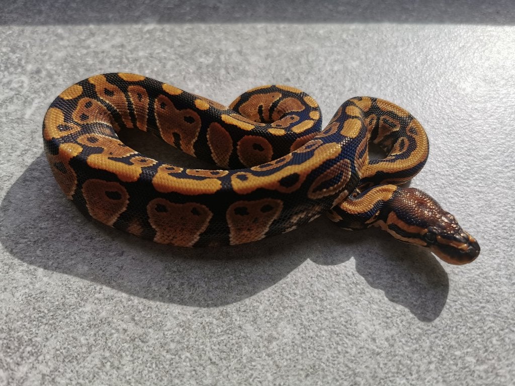 0.1 Koningspython (het Clown) Ball Python photo 3