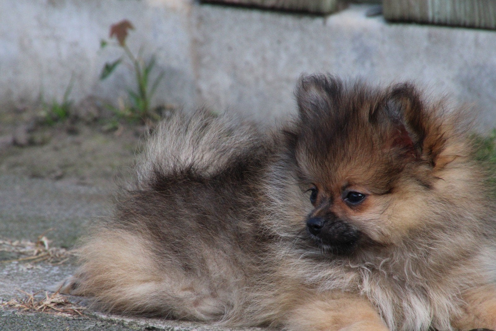 Pomchi x pomeriaan, Dieren en Toebehoren, Honden | Chihuahua's en Gezelschapshonden, Parvo, Overige rassen, 8 tot 15 weken, Meerdere