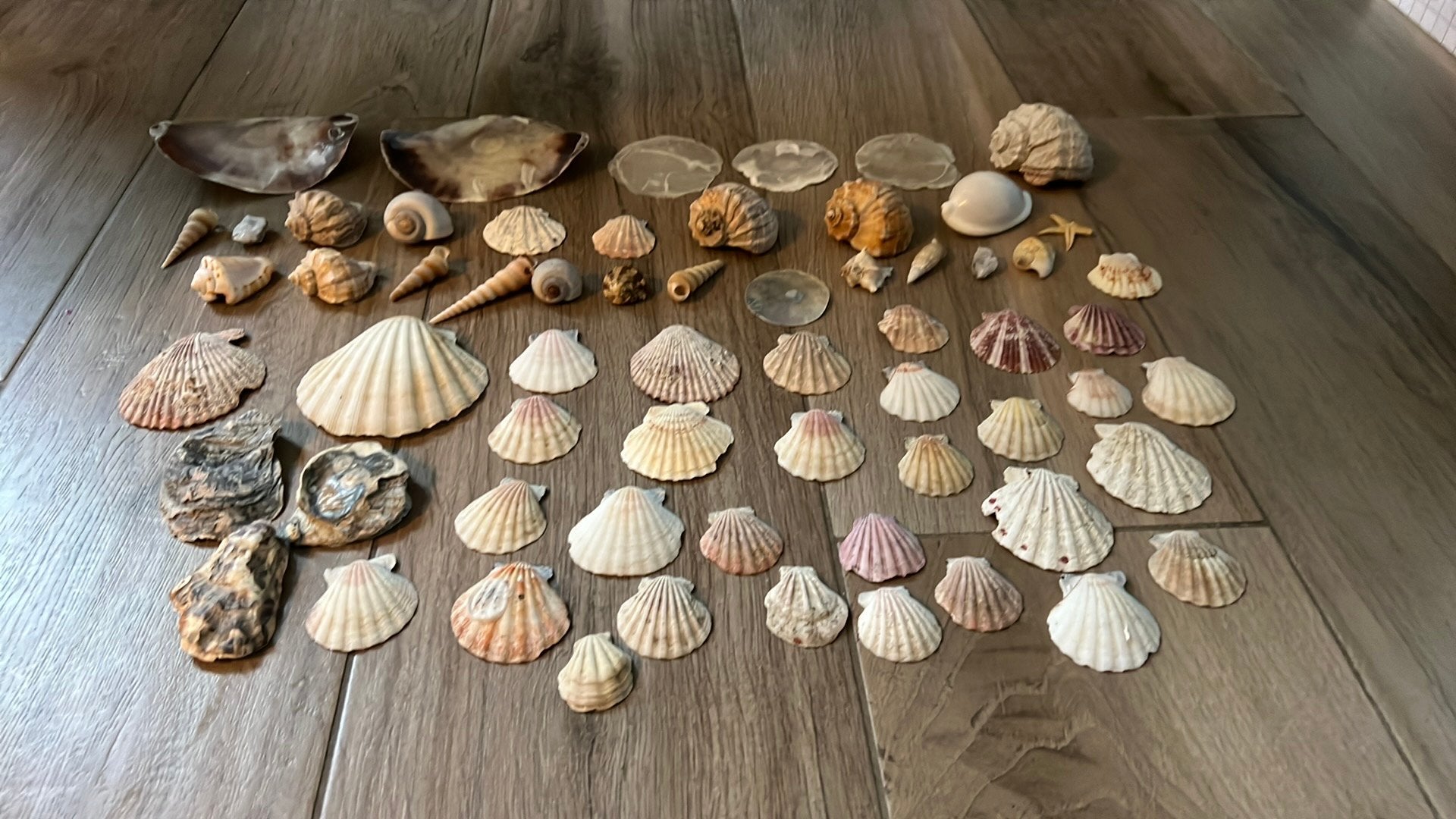 Mooie grote schelpen en twee geodes, Hobby en Vrije tijd, Ophalen, Zo goed als nieuw