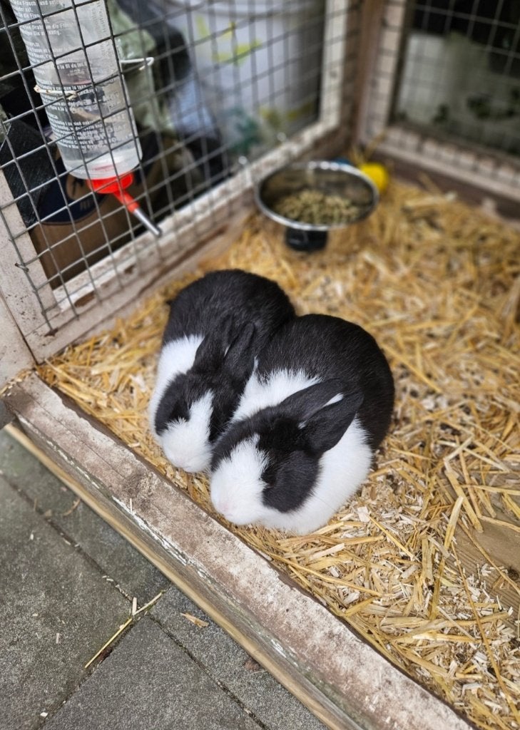 Konijn Hollanders, Kooi, Minder dan 75 cm, Zo goed als nieuw, Konijn
