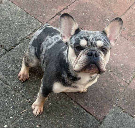 goed tehuis gezocht voor franse bulldog reu met stamboom, Dieren en Toebehoren, Reu, 1 tot 2 jaar, Bulldog, Eén hond