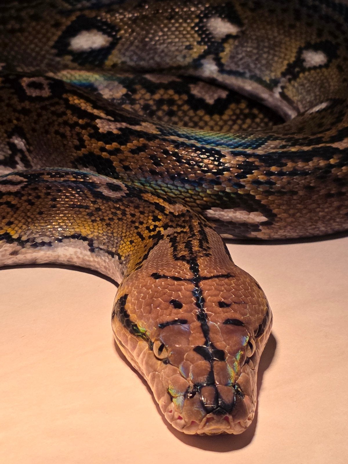 0.1. Aztec motley retic