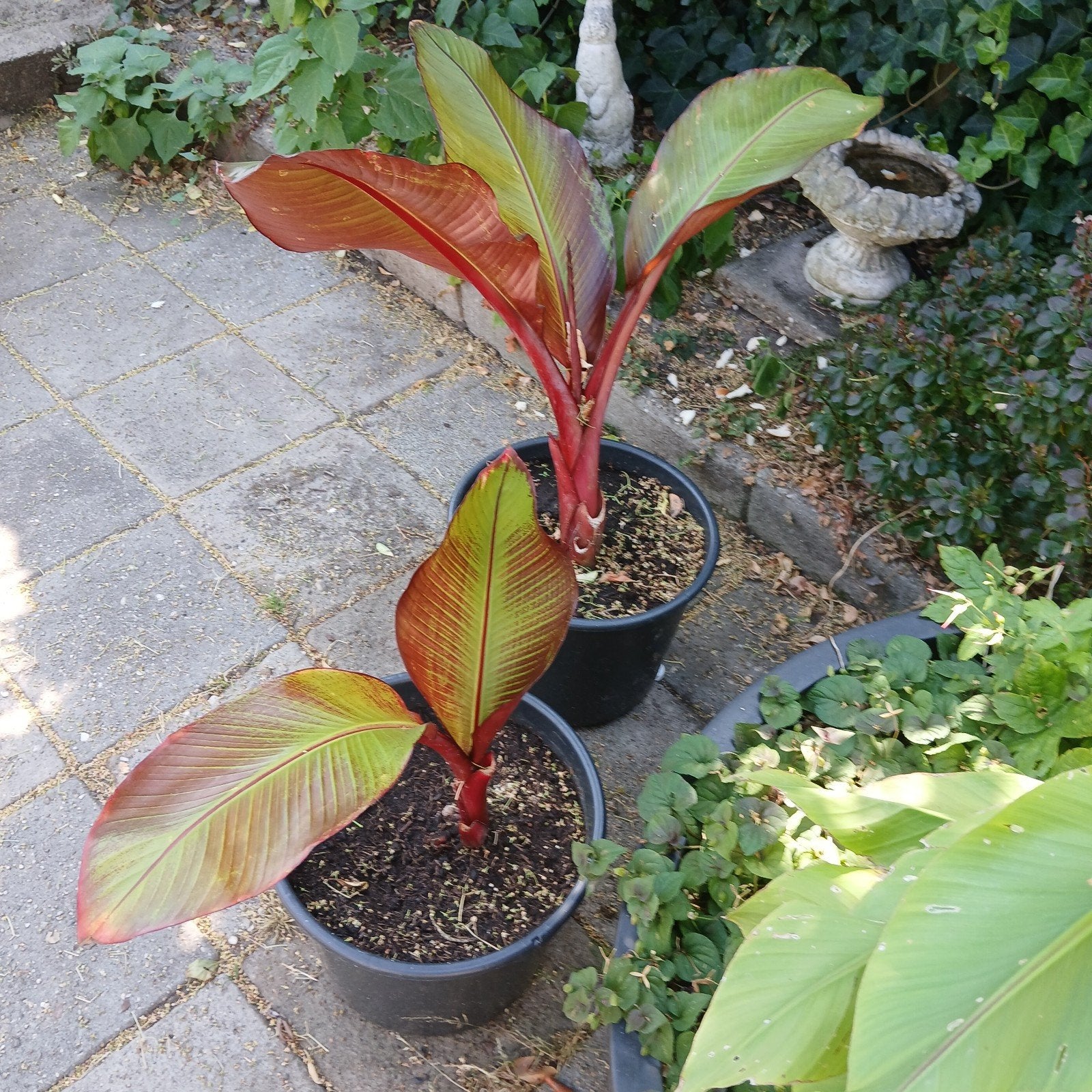 Ensete Ventricosum  Maurelli, bananenplant stekken, Ophalen, Overige soorten, Volle zon
