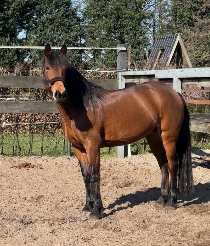 Lieve D-pony, Dieren en Toebehoren, Pony's, Merrie, M, Ontwormd, 11 jaar of ouder