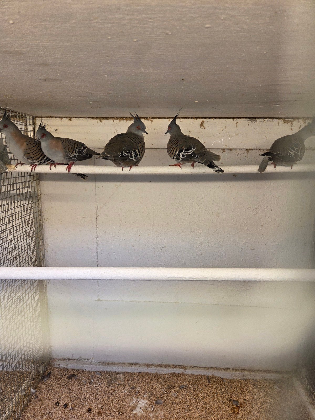 Australische kuif duiven, Dieren en Toebehoren, Vogels | Duiven, Meerdere dieren, Overige soorten