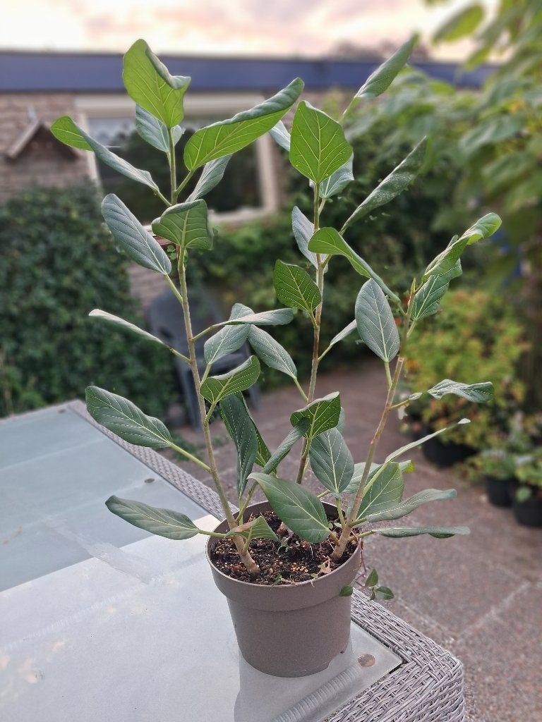kamerplanten 3 grote pot Ficus 90 cm  lengte, Huis en Inrichting, Ophalen, Ficus, Halfschaduw, In pot
