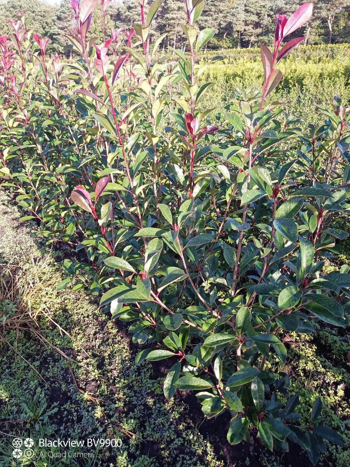 glansmispel photinia Red Robin struiken 60 tot 160cm planten, Ophalen of Verzenden, Overige soorten, Struik, 100 tot 250 cm