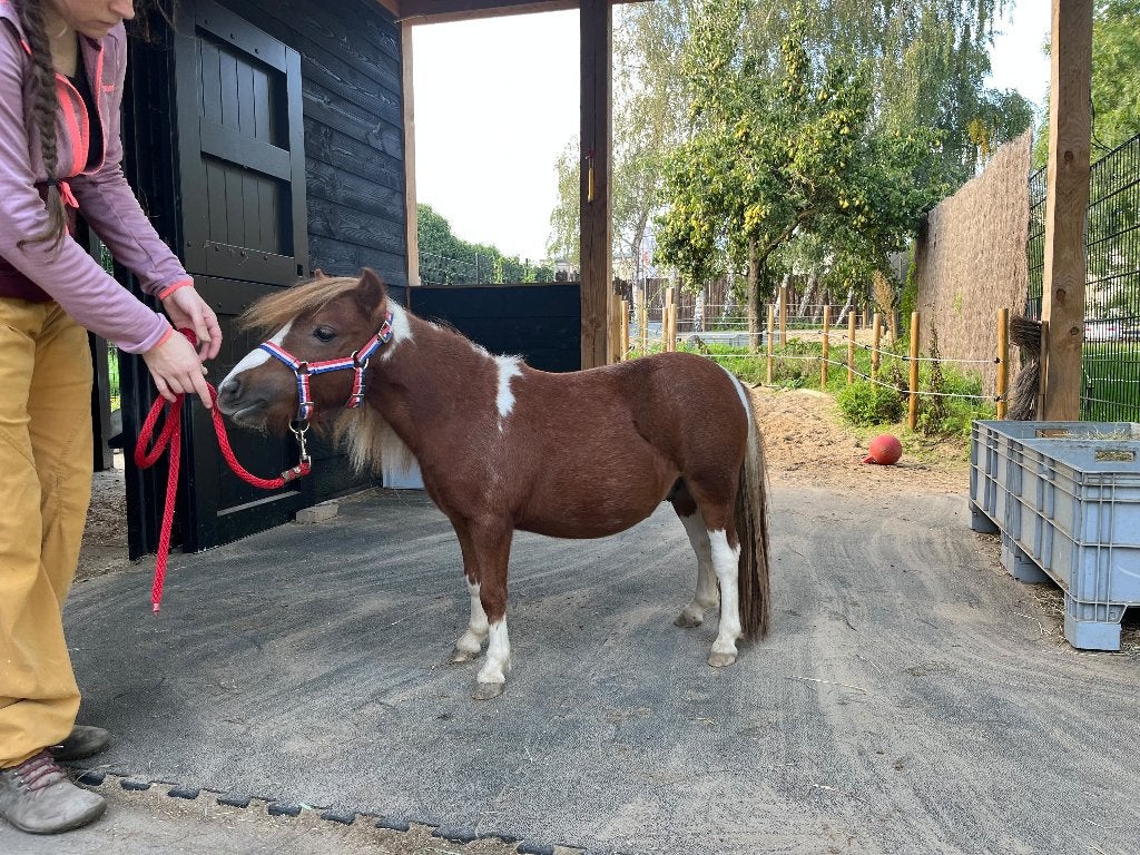 Falabella Hengst - Kleine Maat, Dieren en Toebehoren, Met stamboom, Niet van toepassing, 0 tot 2 jaar, Hengst