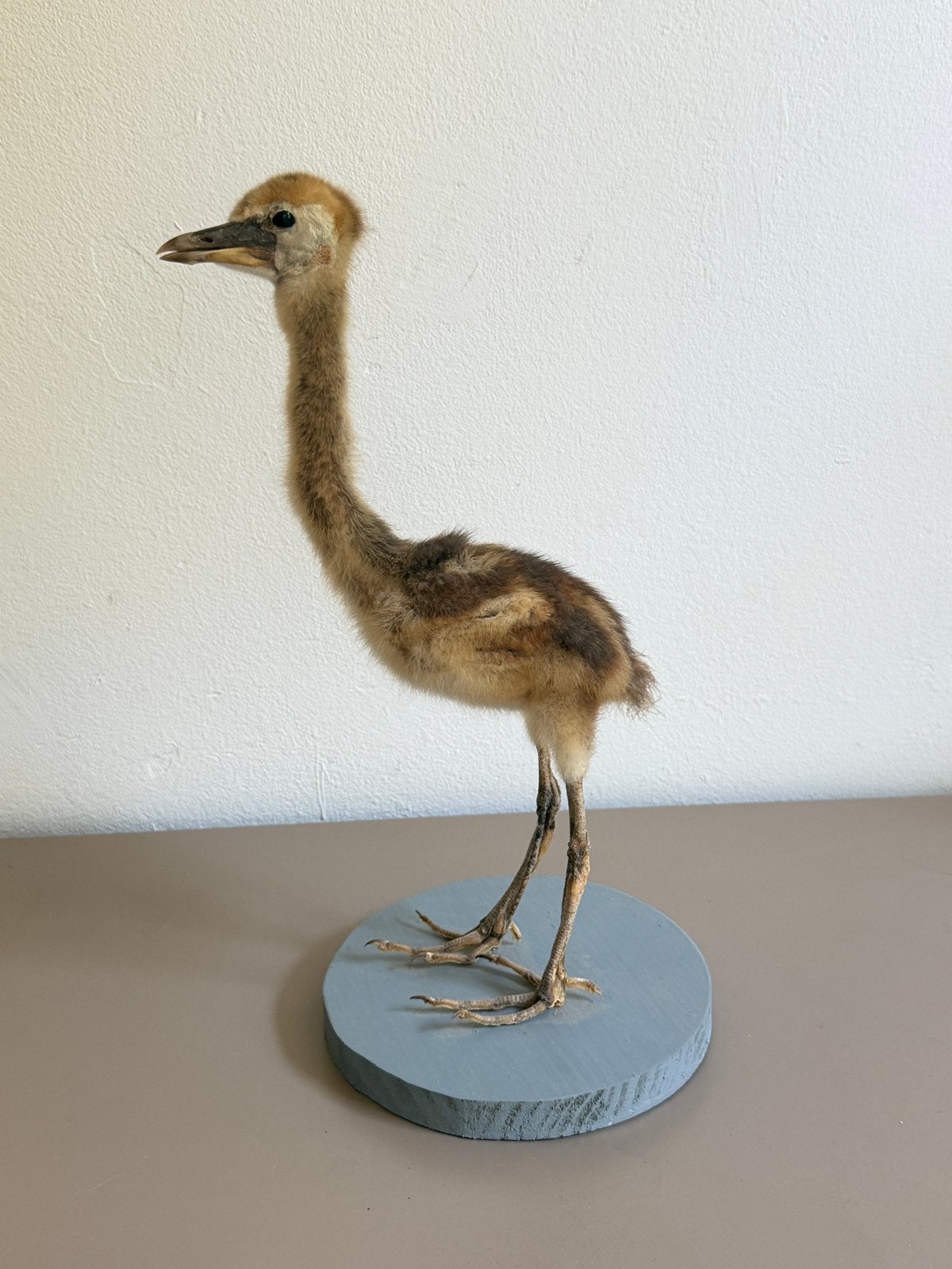 Opgezette kraanvogel juveniel, Verzamelen, Ophalen, Zo goed als nieuw, Vogel, Opgezet dier