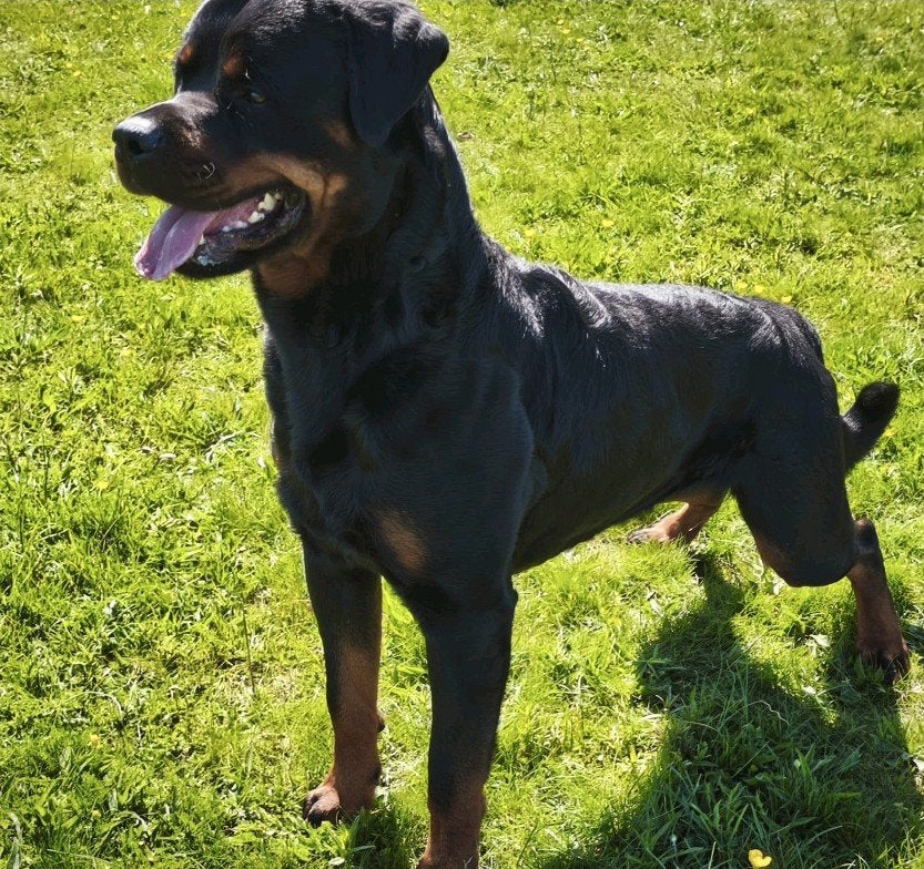 rottweiler dekreu, Dieren en Toebehoren, Eén hond, 3 tot 5 jaar, Nederland, Particulier