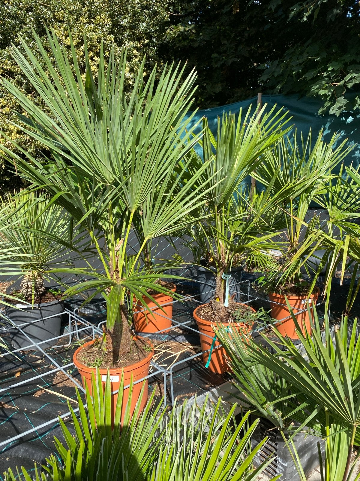 Trachycarpus fortunei - Chinese Waaierpalm in diverse maten, Volle zon, Vaste plant, Bloeit niet, Ophalen