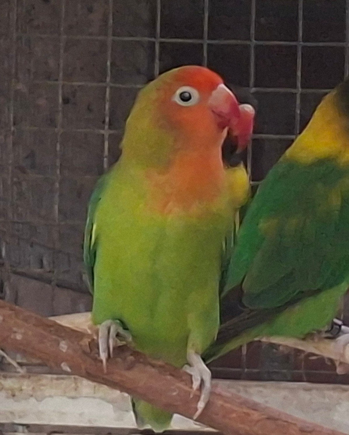Te koop mooie donkergroene lilianae, Mannelijk, Dwergpapegaai of Agapornis, Geringd
