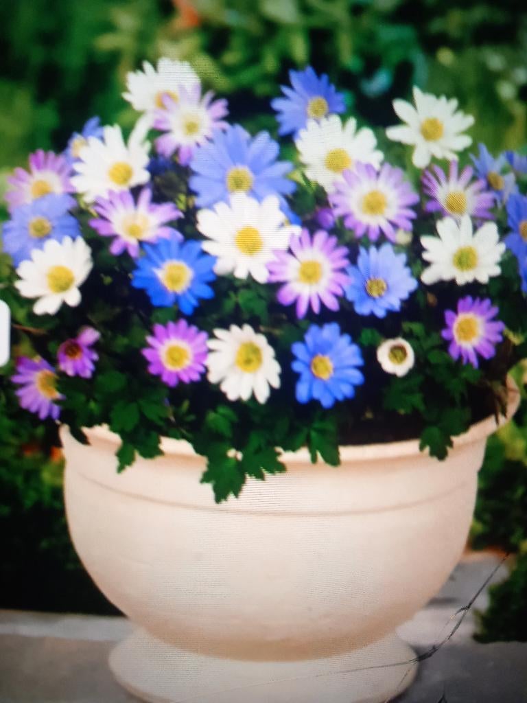 annemoon Blanda gemengd (30 voor 4,20 euro), Ophalen of Verzenden, Voorjaar, Volle zon, Knol