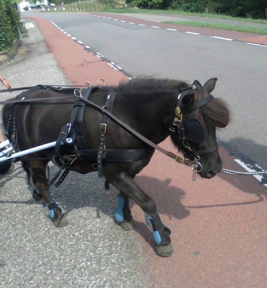 Superfijn shetlander mentuig, Dieren en Toebehoren, Shetlander, Recreatie, Mentuig, Ophalen of Verzenden