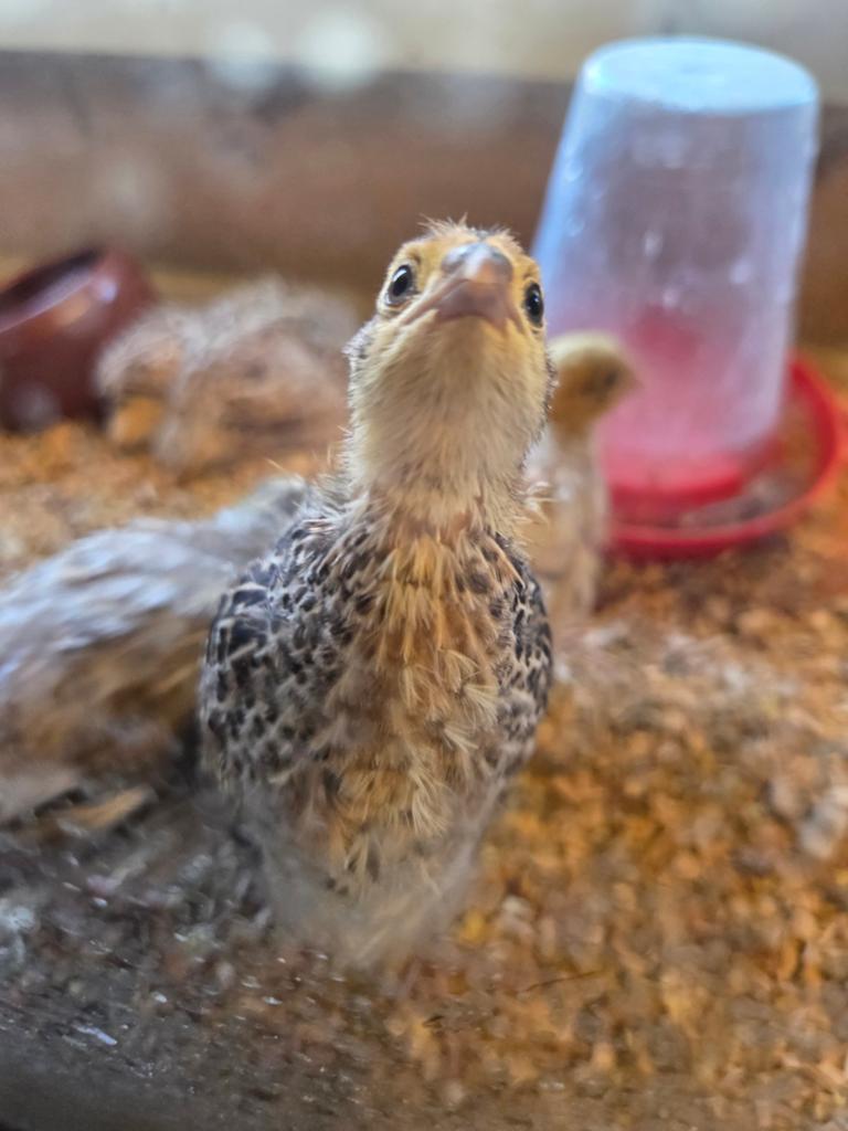 Japanse kwartel 4 weken, Dieren en Toebehoren, Pluimvee, Overige soorten