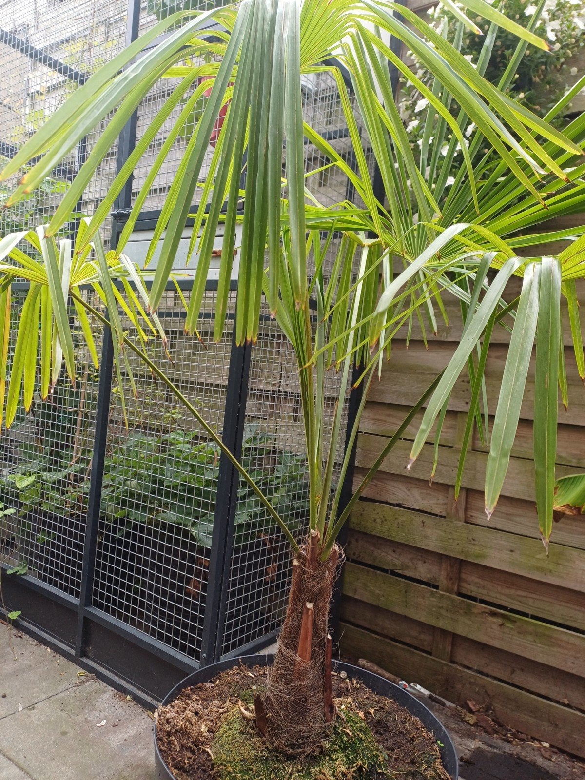 Trachycarpus fortunei (Chinese waaierpalm) incl sierpot, Ophalen, Vaste plant, Overige soorten, Volle zon