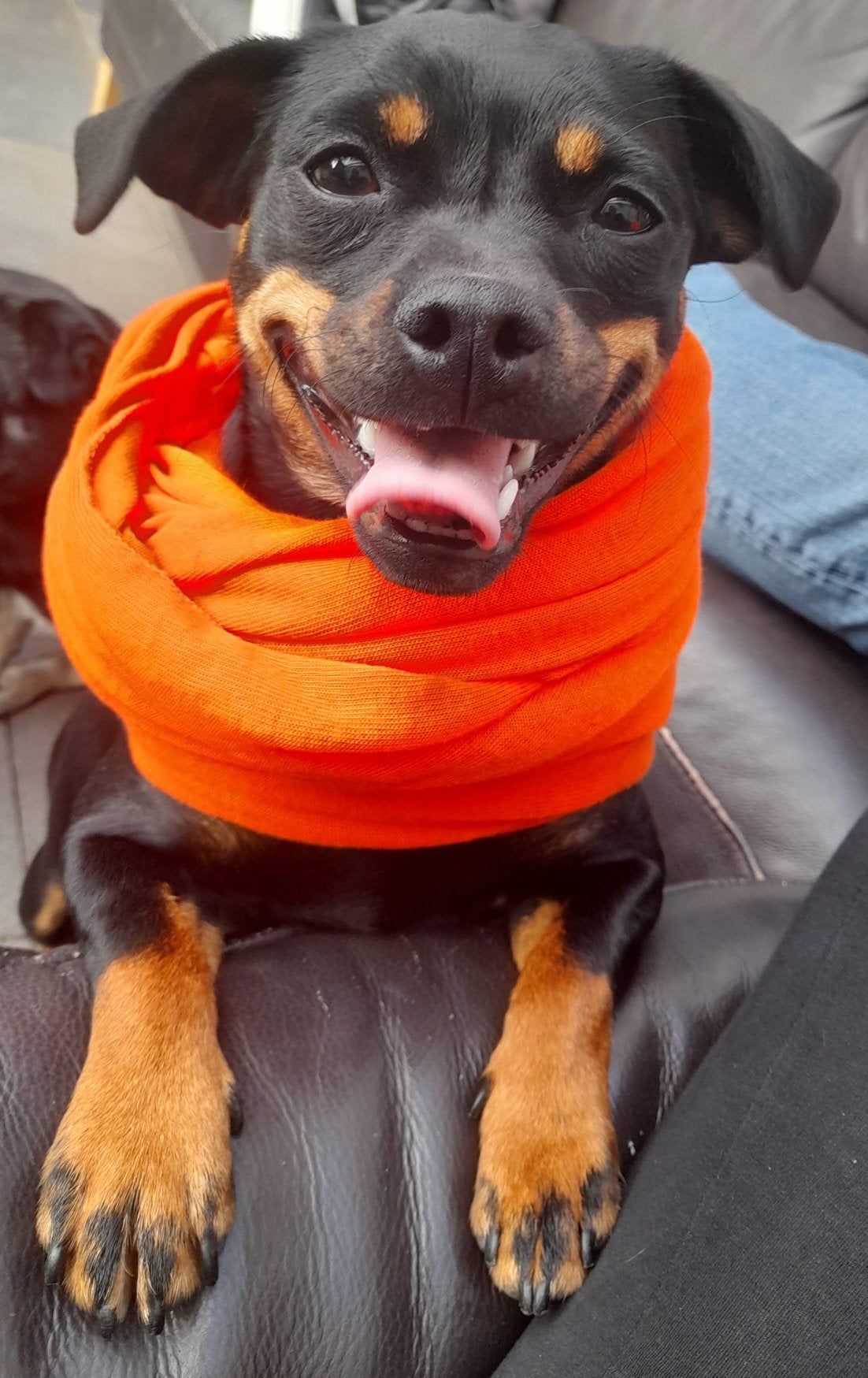 Carlin Pinscher Herplaatsing, Parvo, Overige rassen, 1 tot 2 jaar, Teef