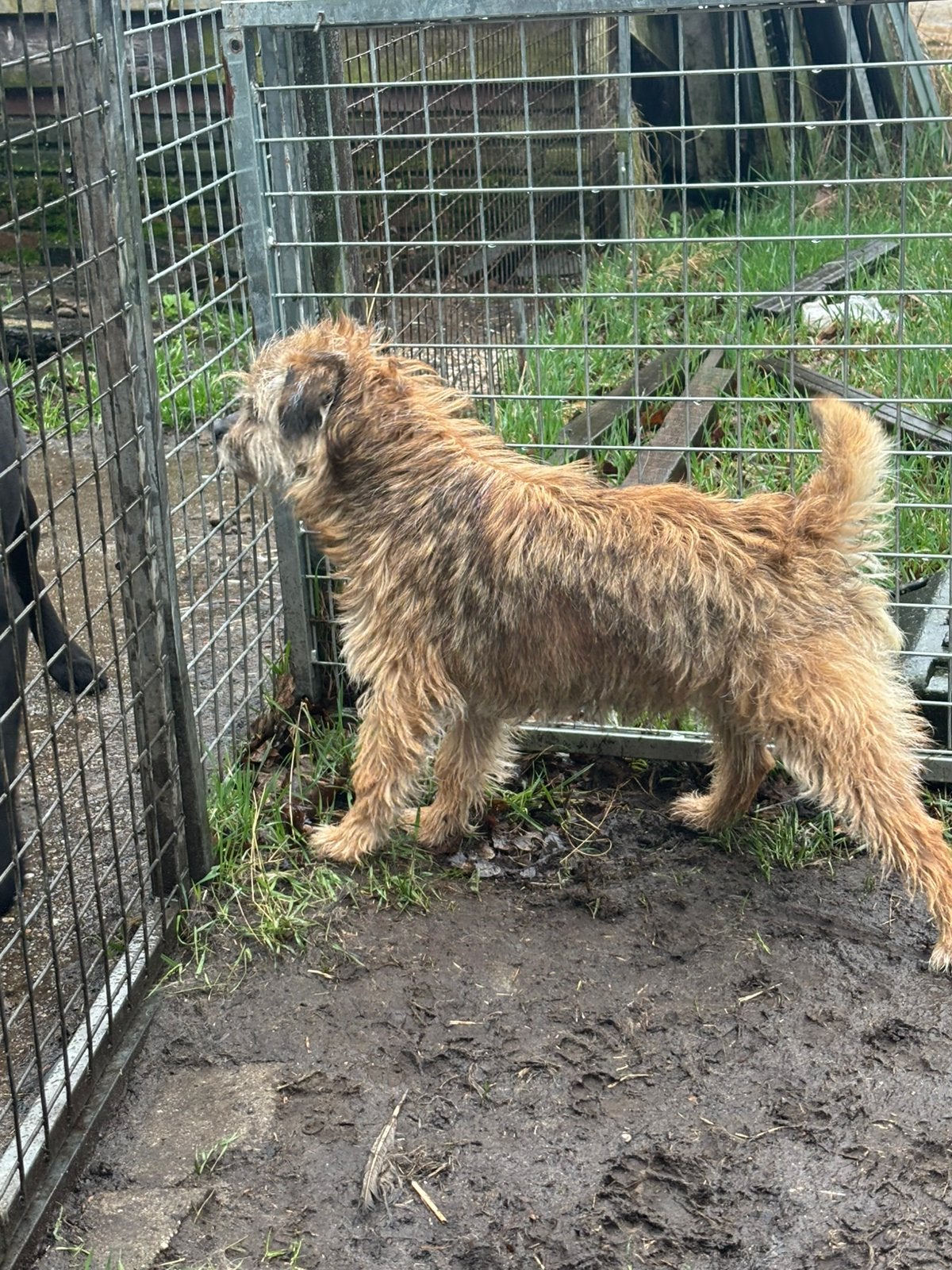 Border terriër keer Jackrussell pups borderterrier, Nederland, Overige rassen, 8 tot 15 weken, Teef