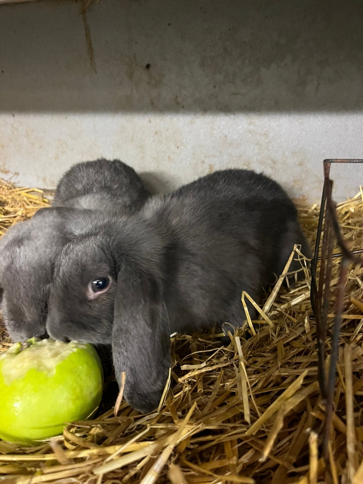 Te koop Hangoor Dwerg konijntjes, Meerdere dieren, Dwerg, Hangoor