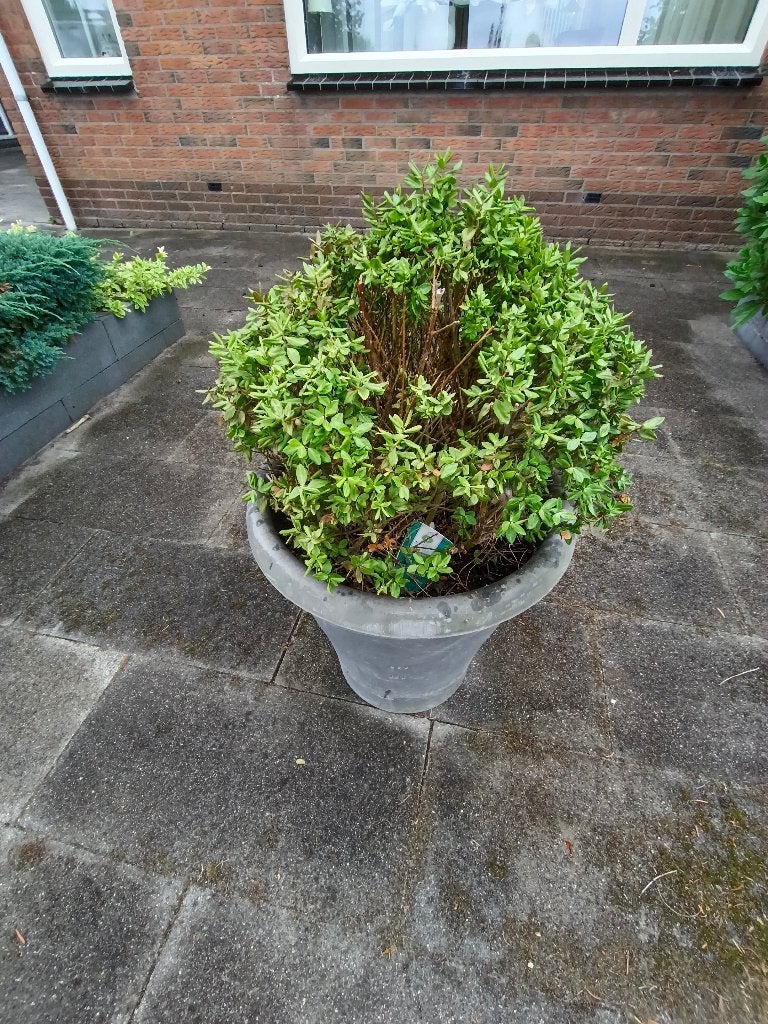 Grote grijze bloempot met buxus, Ophalen, Kunststof, Gebruikt, 40 cm of meer