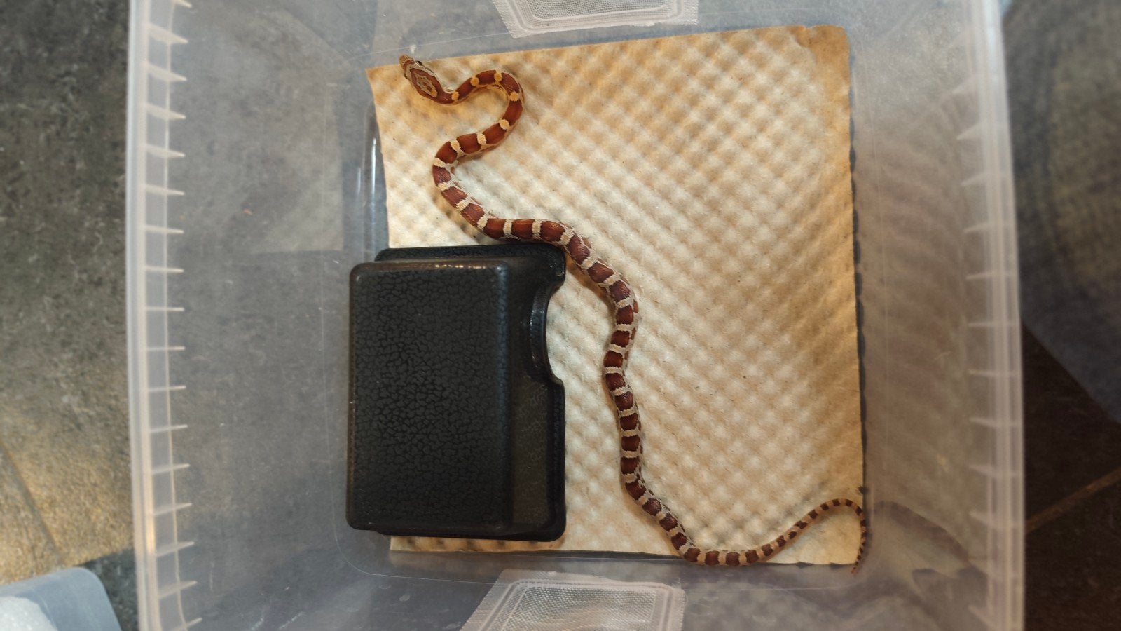 Rode rattenslang, juni 2026 Corn Snake photo 4