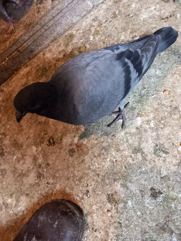 postduiven, Dieren en Toebehoren, Meerdere dieren, Postduif