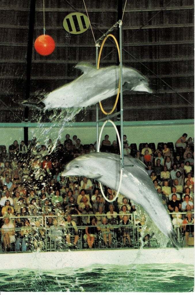 Harderwijk, Dolfinarium, Ophalen of Verzenden, 1940 tot 1960, Gelopen, Gelderland