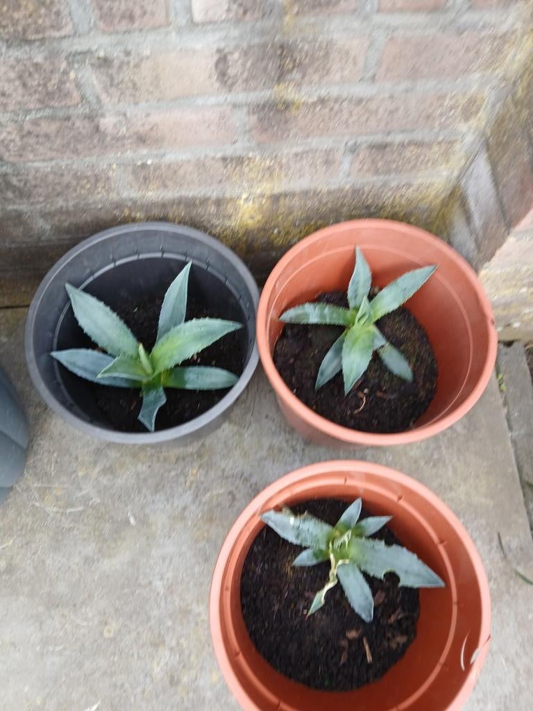 Agave stekjes, Volle zon, Vaste plant, Bloeit niet, Ophalen