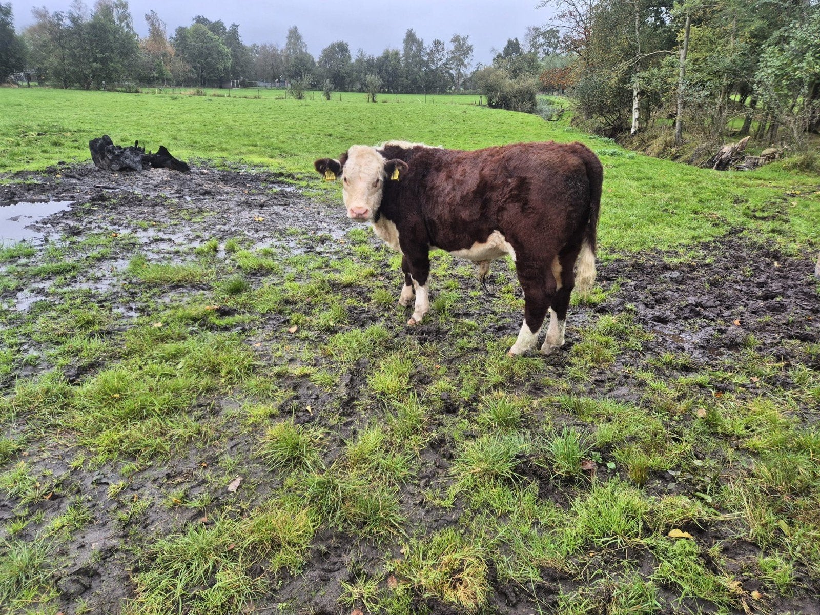 Luxe Hareford stier, Dieren en Toebehoren, Mannelijk, 0 tot 2 jaar