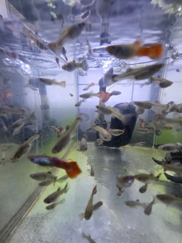Grote kweekgroep guppen Blue Flame, Dieren en Toebehoren, Vissen | Aquariumvissen, Vis