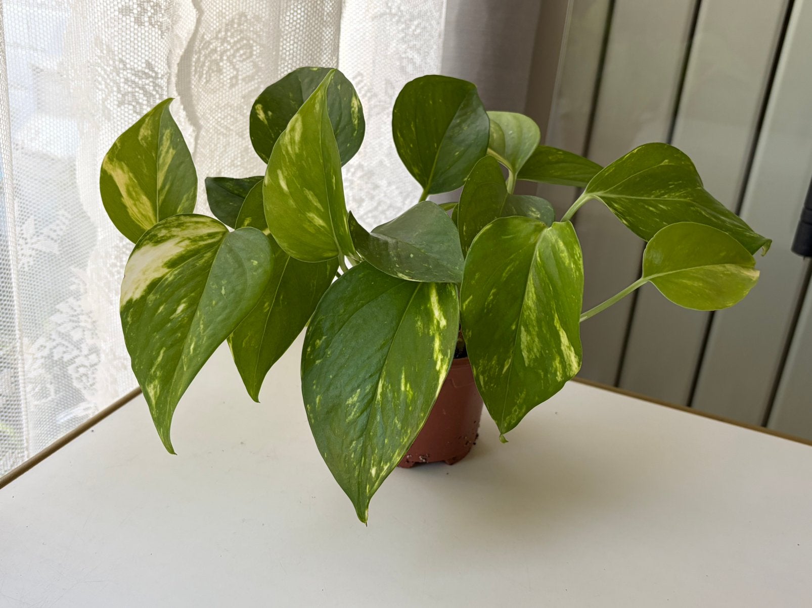 Epiprenmnum aureum, Huis en Inrichting, Ophalen