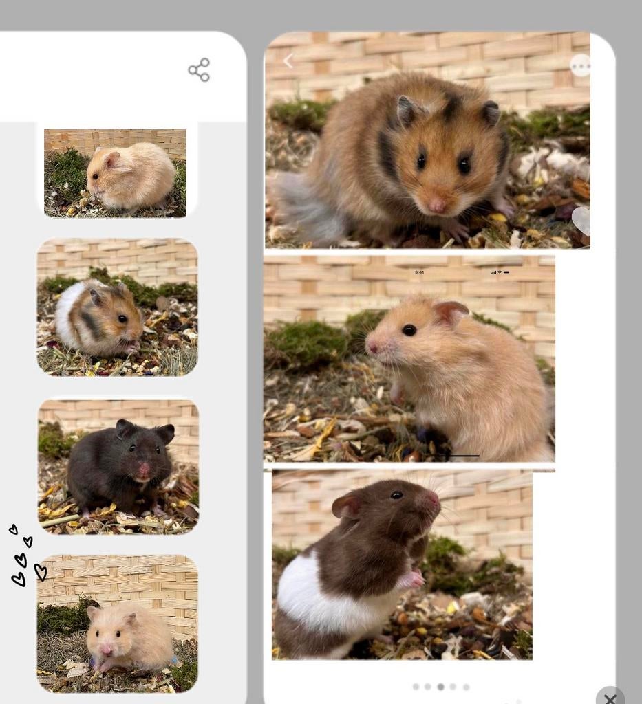 Hele lieve tamme goudhamsters ( man , direct van fokker), Dieren en Toebehoren, Hamster, Februari, Mannelijk, Tam